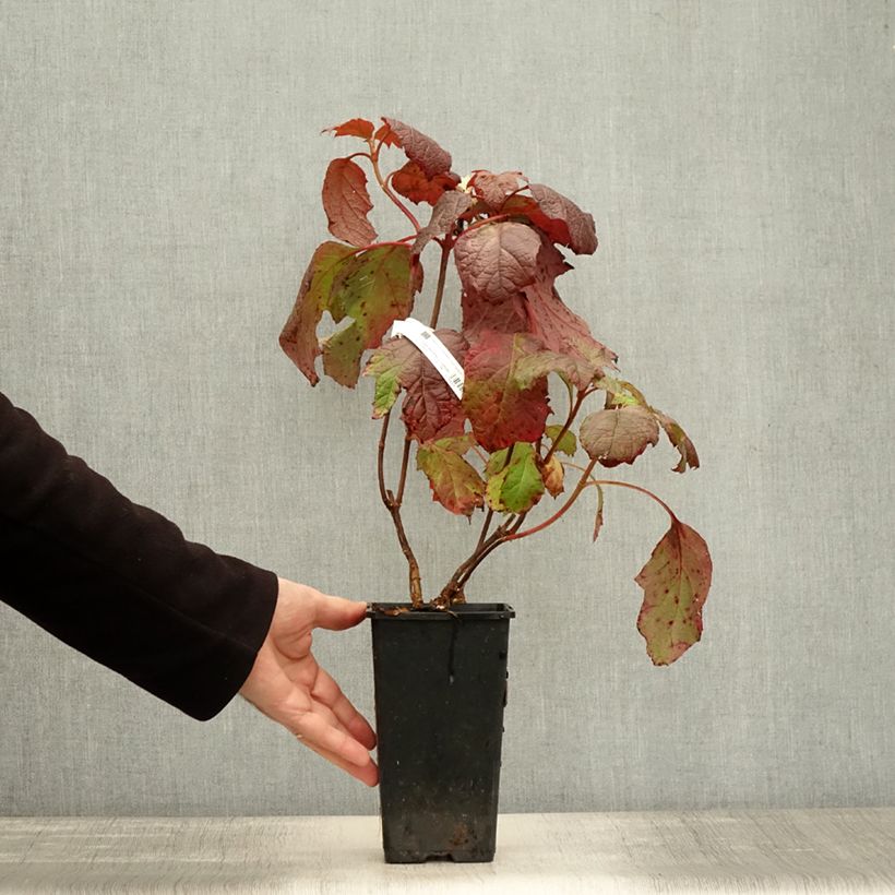 Spécimen de Hydrangea quercifolia Amethyst - Hortensia à feuilles de chêne Pot de 1,5L/2L tel que livré en automne