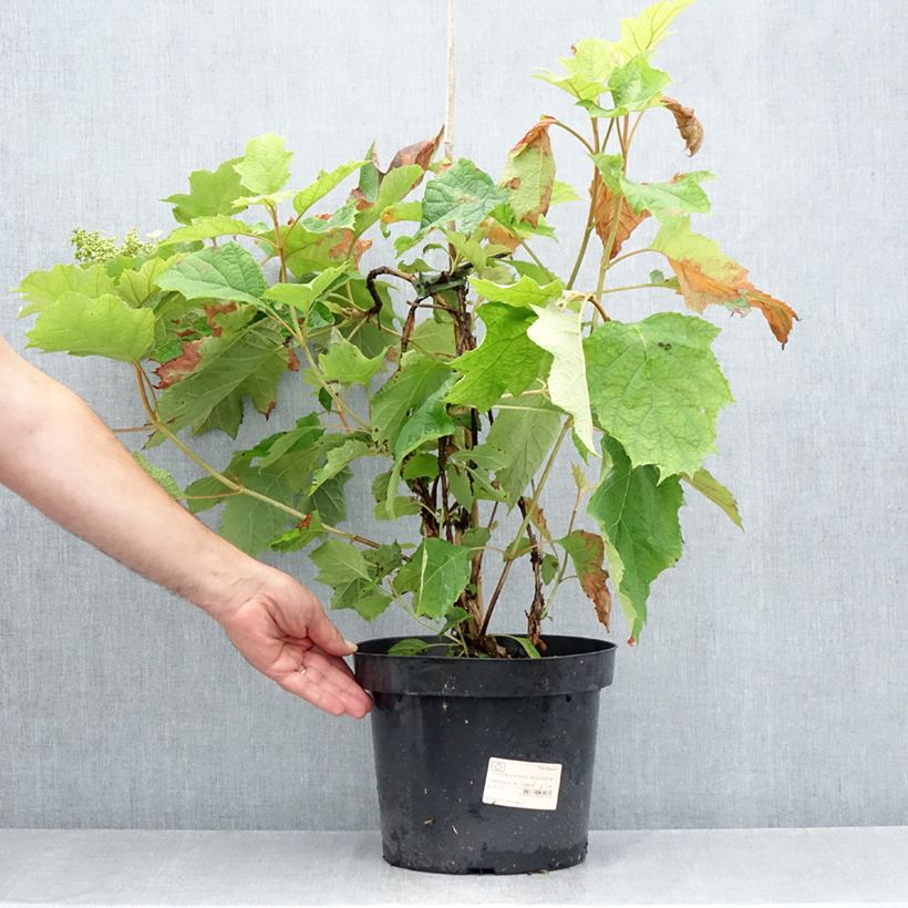 Spécimen de Hydrangea quercifolia Snow Queen - Hortensia à feuilles de chêne Pot de 4L/5L tel que livré en été