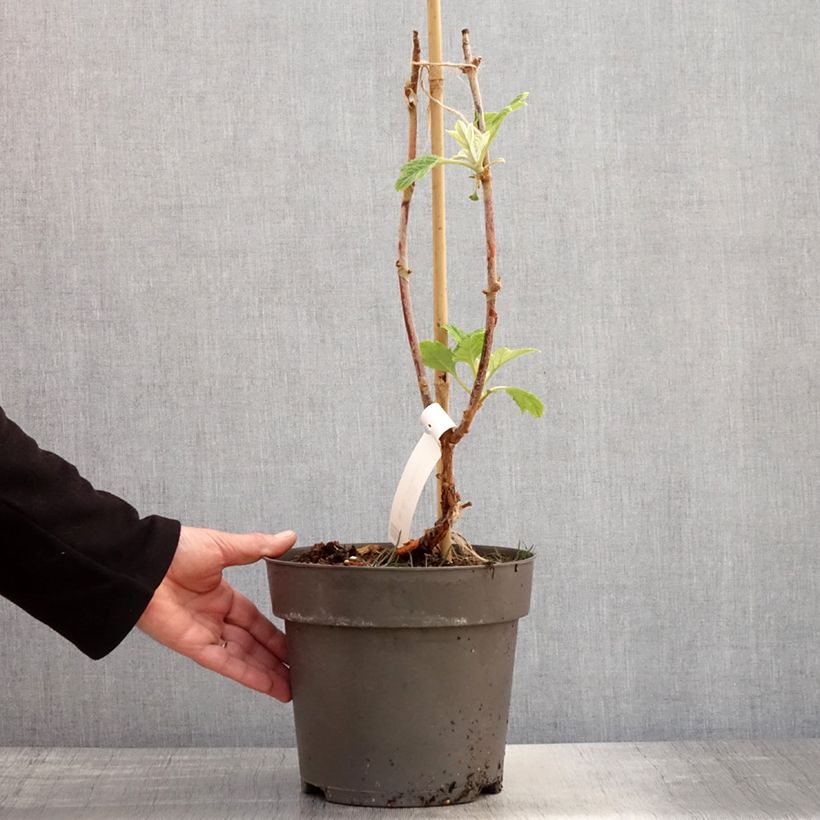 Spécimen de Hydrangea quercifolia Tara - Hortensia à feuilles de chêne Pot de 3L/4L tel que livré au printemps