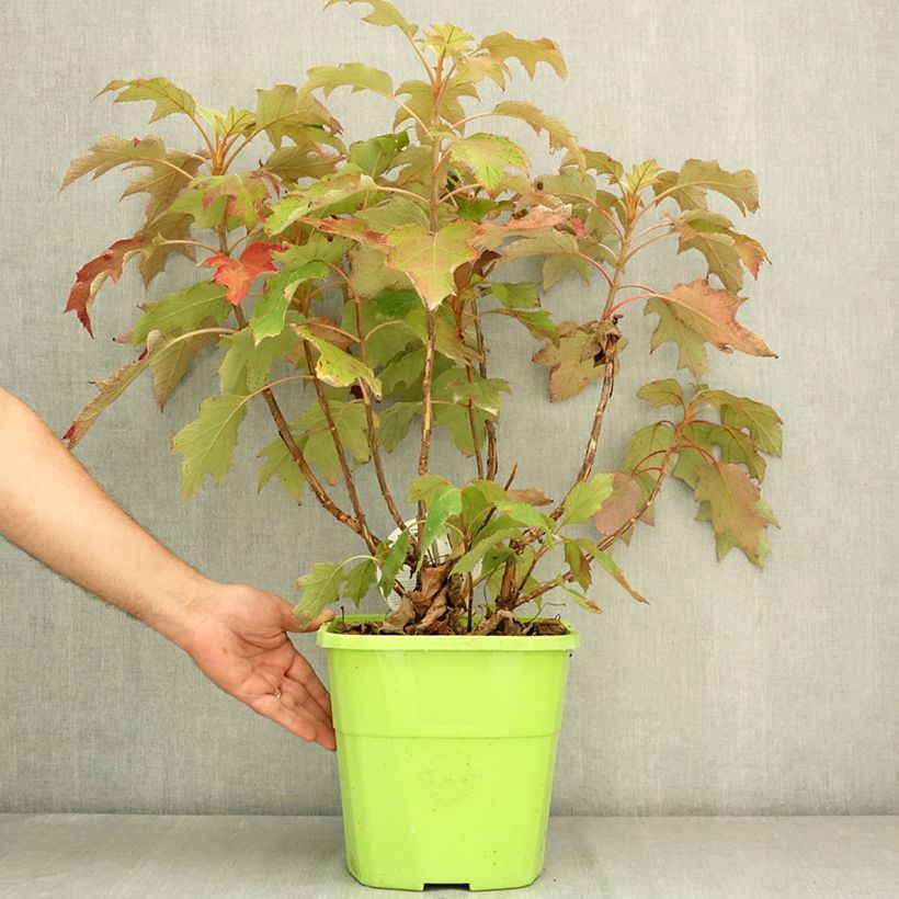 Spécimen de Hydrangea quercifolia Tara - Hortensia à feuilles de chêne Pot de 7,5L/10L tel que livré en été