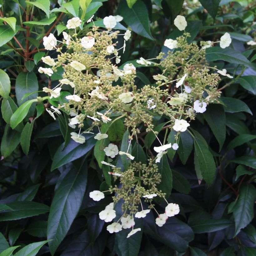Hortensia grimpant - Hydrangea seemanii (Flowering)