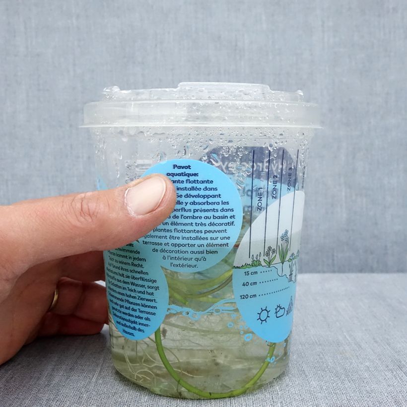 Example of Hydrocleys nymphoides - pavot aquatique Boîte, boite plastique 12cm as you get in ete
