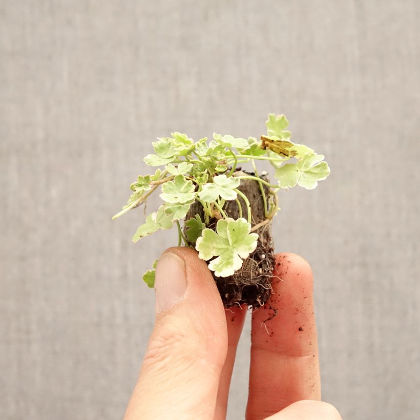Spécimen de Hydrocotyle sibthorpioides Variegata Mini-motte Ø 3/4 cm tel que livré au printemps