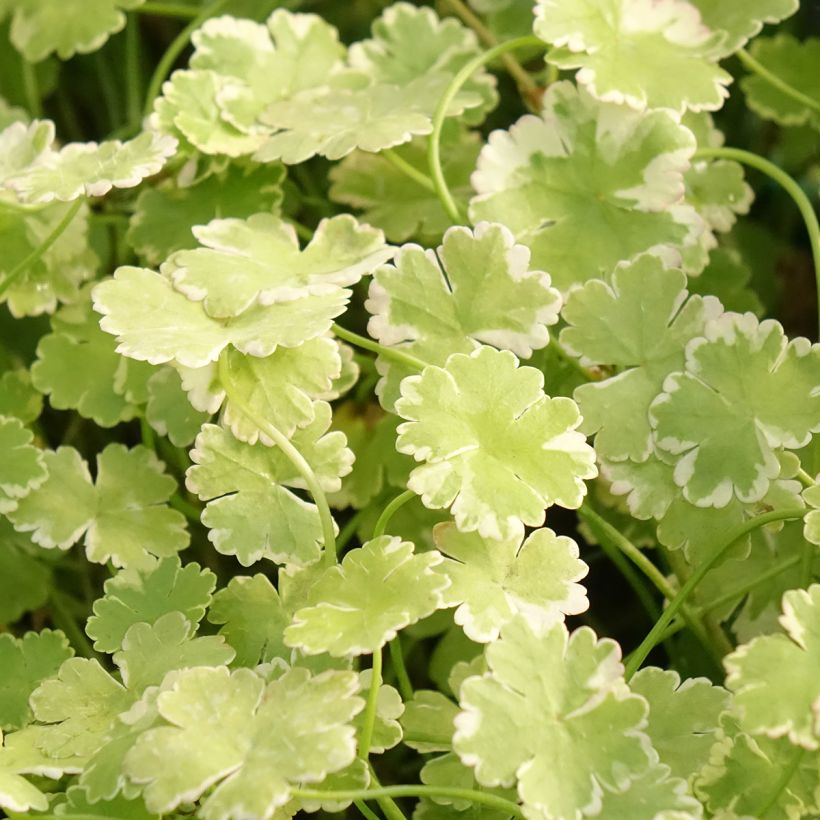 Hydrocotyle sibthorpioides Variegata (Feuillage)