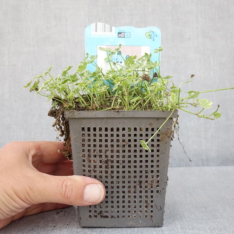 Spécimen de Hydrocotyle sibthorpioides Variegata Pot de 1L/1,5L tel que livré au printemps