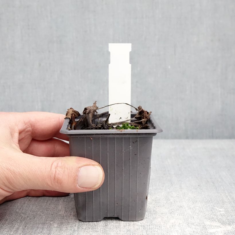 Spécimen de Hydrophyllum virginianum - Hydrophylle de Virginie Godet de 8/9 cm tel que livré en hiver