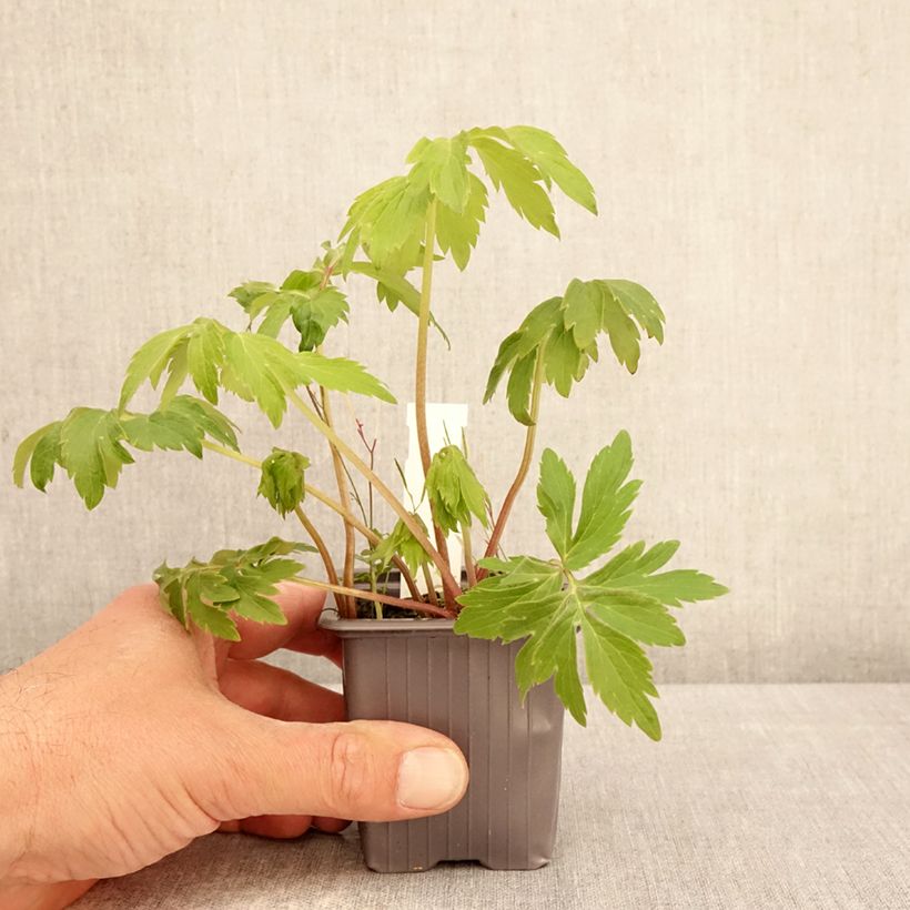 Spécimen de Hydrophyllum virginianum - Hydrophylle de Virginie Godet de 8/9 cm tel que livré au printemps