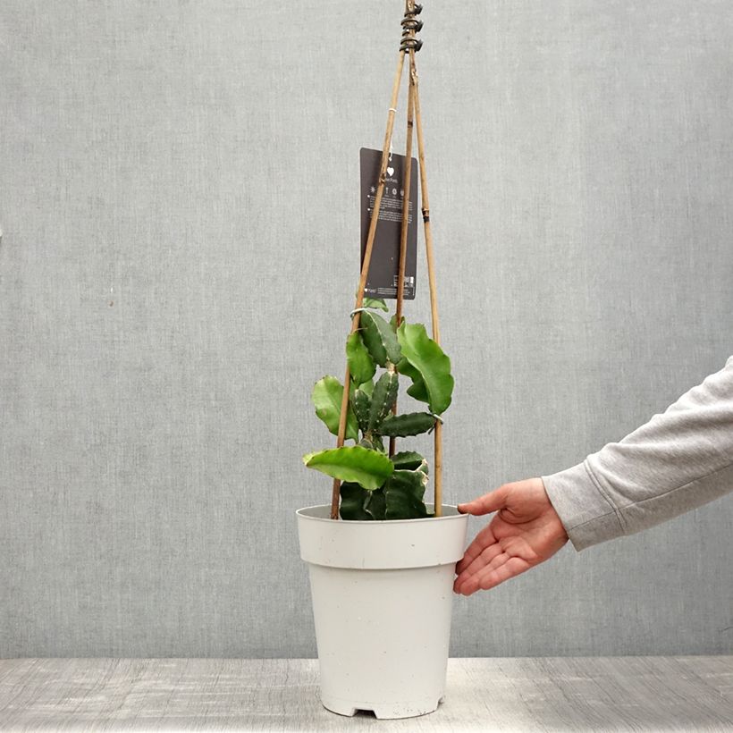 Spécimen de Hylocereus undatus - Pitaya, Fruit du dragon rouge Pot de 6L/7L tel que livré au printemps