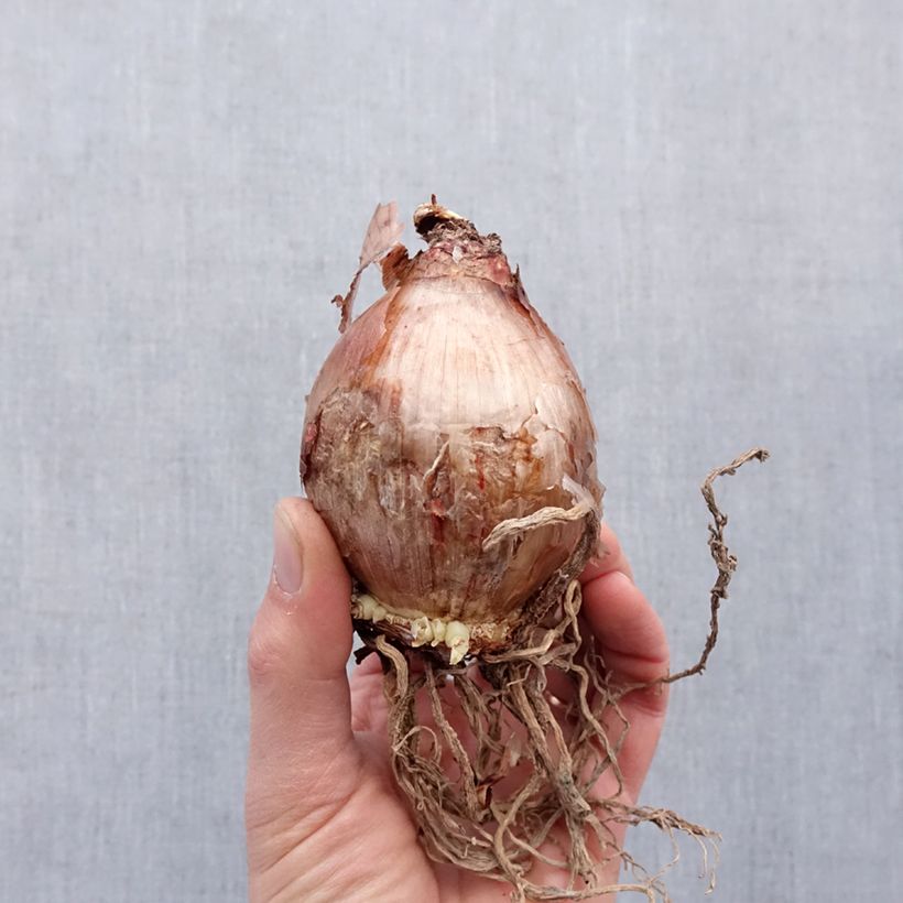 Example of Hymenocallis longipetala - Ismene blanche   Bulbe calibre 16+ as you get in printemps