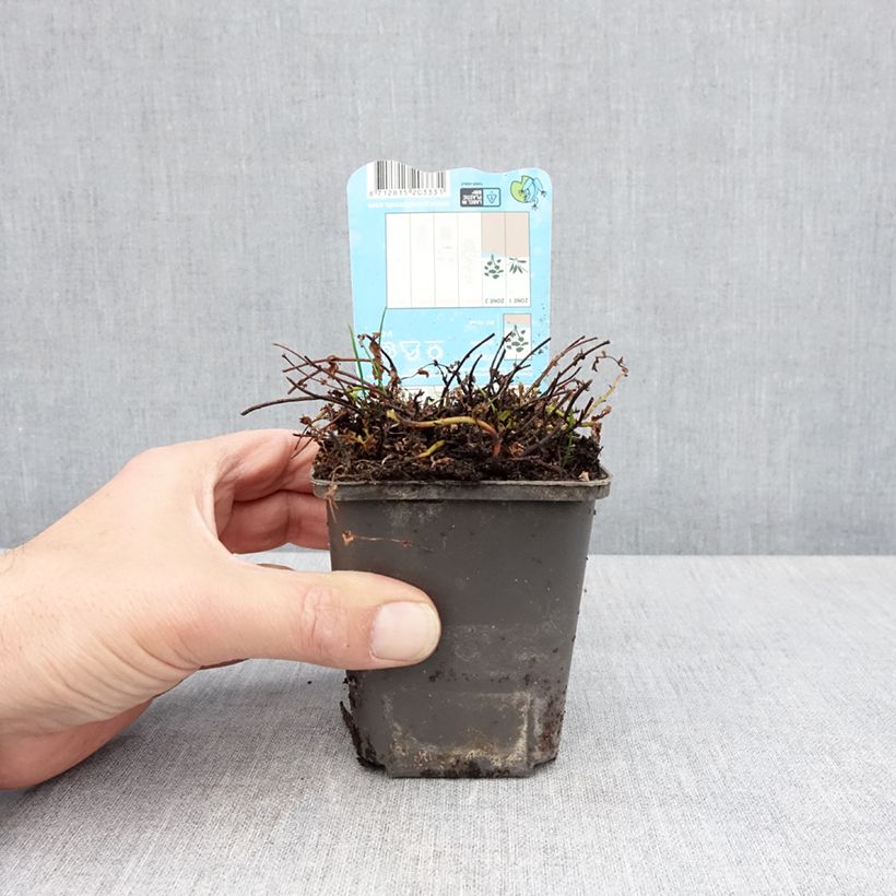 Spécimen de Hypericum elodes - Millepertuis des marais Godet de 8/9 cm tel que livré au printemps