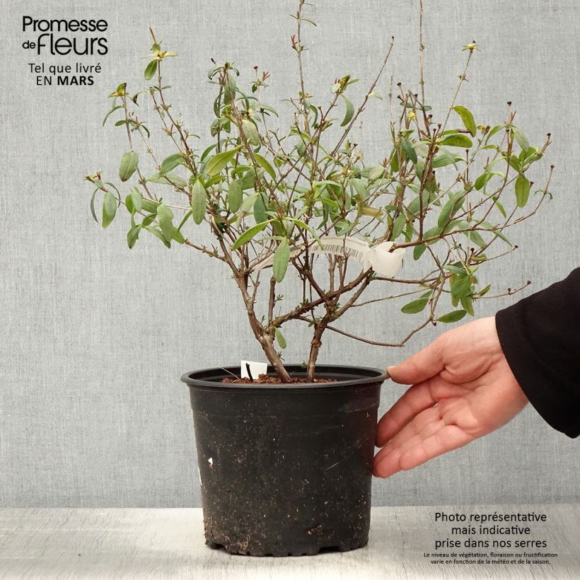 Spécimen de Hypericum frondosum Sunburst - Millepertuis Pot de 3L/4L tel que livré au printemps