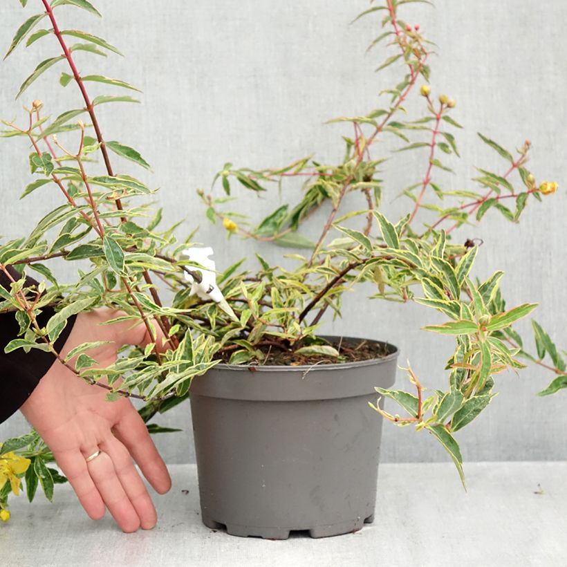 Spécimen de Hypericum Hidcote Limelight - Millepertuis panaché Pot de 3L/4L tel que livré en automne