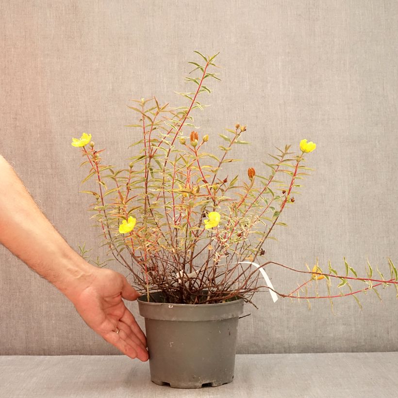Spécimen de Hypericum Hidcote Limelight - Millepertuis panaché Pot de 3L/4L tel que livré en été
