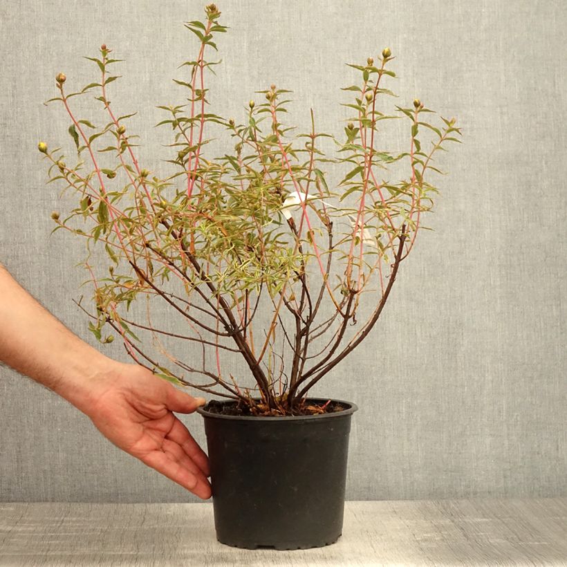 Spécimen de Hypericum Hidcote Limelight - Millepertuis panaché Pot de 3L/4L tel que livré au printemps