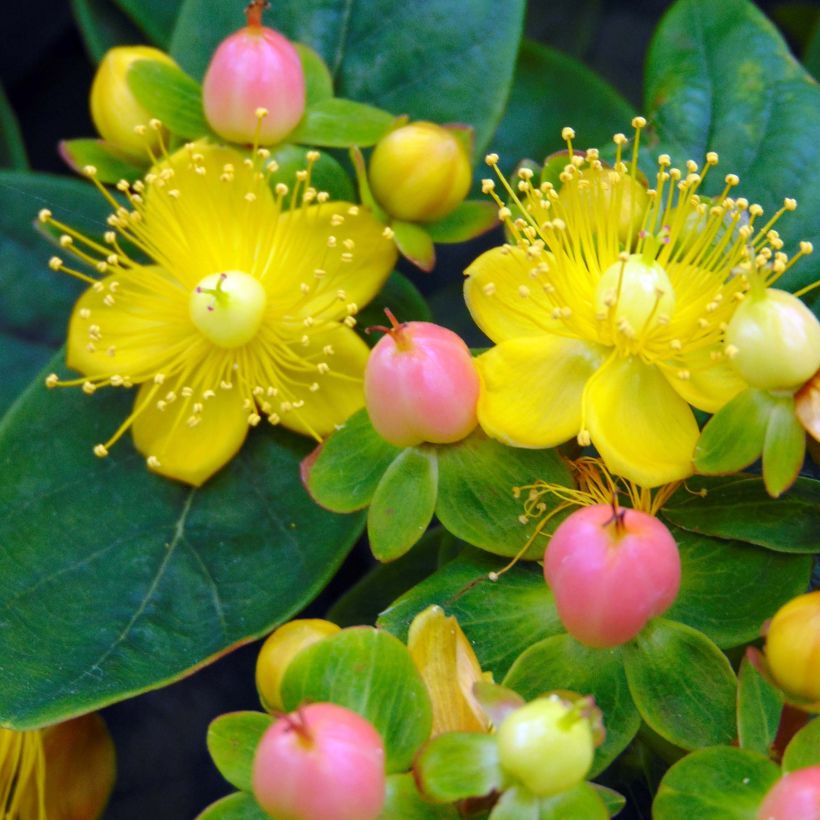 Hypericum inodorum Magical Beauty - Millepertuis (Flowering)