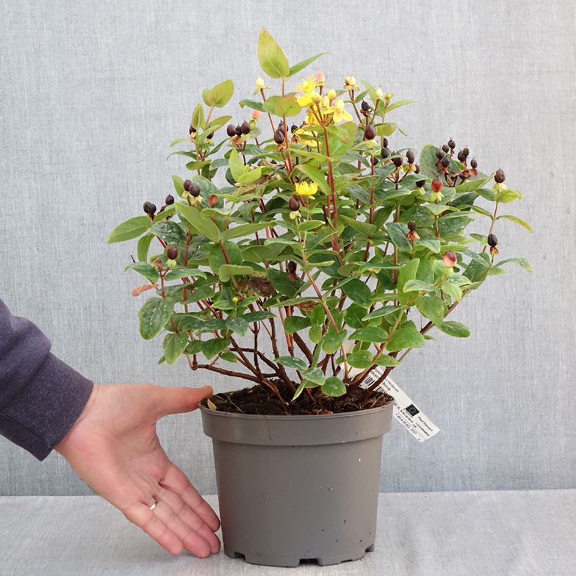 Spécimen de Hypericum inodorum Magical Beauty - Millepertuis Pot de 3L/4L tel que livré en automne