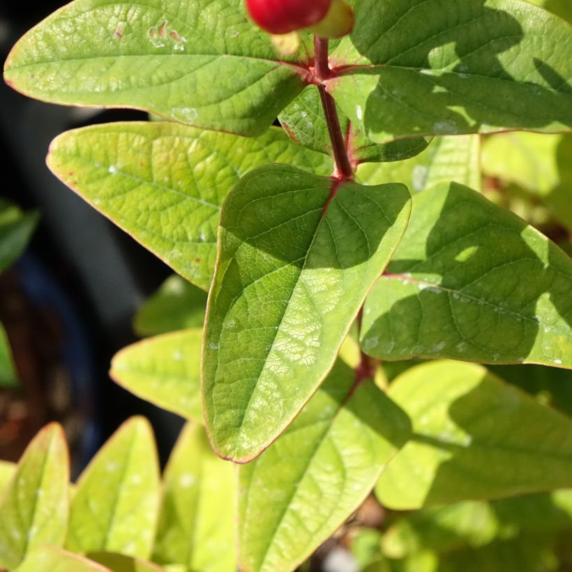 Hypericum inodorum Magical Universe  - Millepertuis (Feuillage)