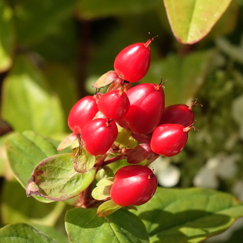 Hypericum inodorum Magical Universe  - Millepertuis (Récolte)