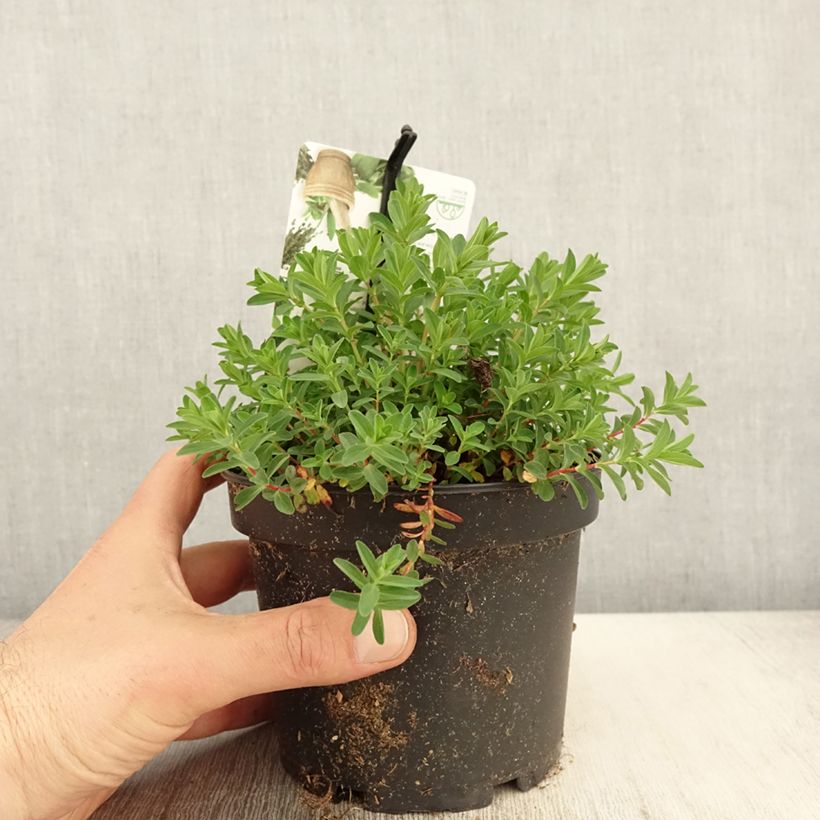 Spécimen de Hypericum perforatum - Millepertuis officinal, perforé Pot de 1,5L/2L tel que livré au printemps