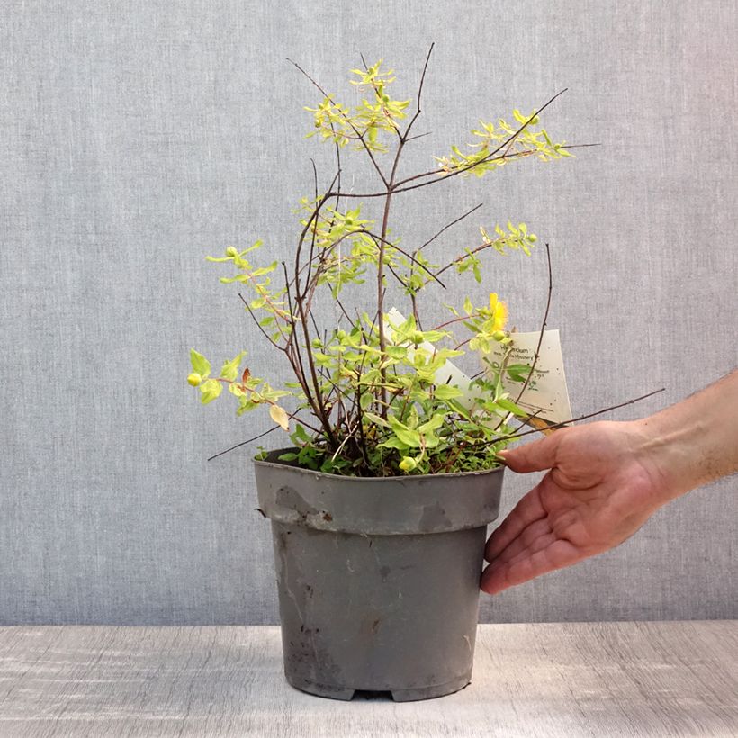 Spécimen de Hypericum (x) moserianum Little Misstery - Millepertuis de Moser  Pot de 4L/5L tel que livré en été