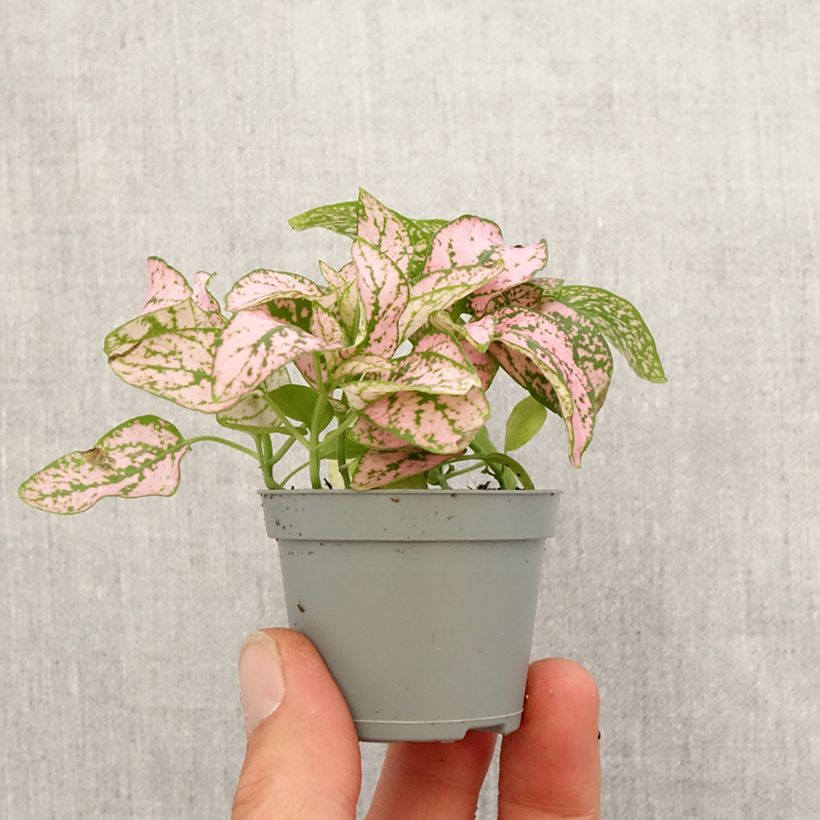 Spécimen de Hypoestes phyllostachya Pink Mini-plante tel que livré au printemps