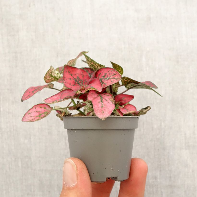 Example of Hypoestes phyllostachya Red Mini-plante as you get in printemps