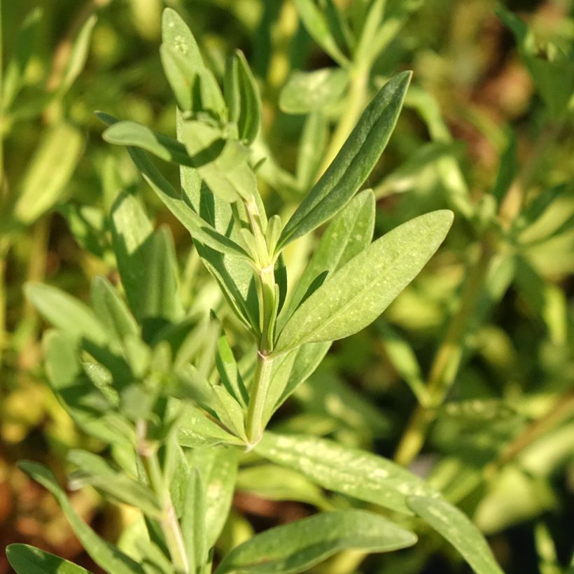Hysope officinale - Hyssopus officinalis (Foliage)