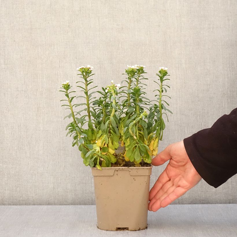 Spécimen de Iberis sempervirens Masterpiece - Corbeille d'argent  Pot de 2L/3L tel que livré au printemps