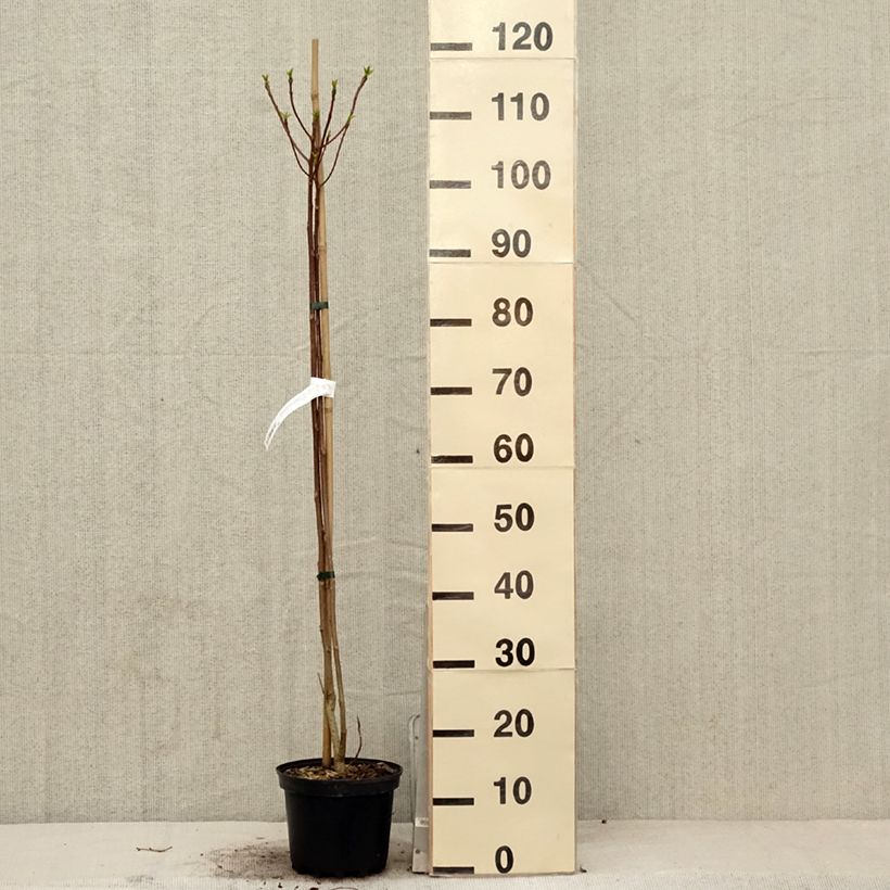 Spécimen de Idesia polycarpa Pot de 2L/3L tel que livré au printemps