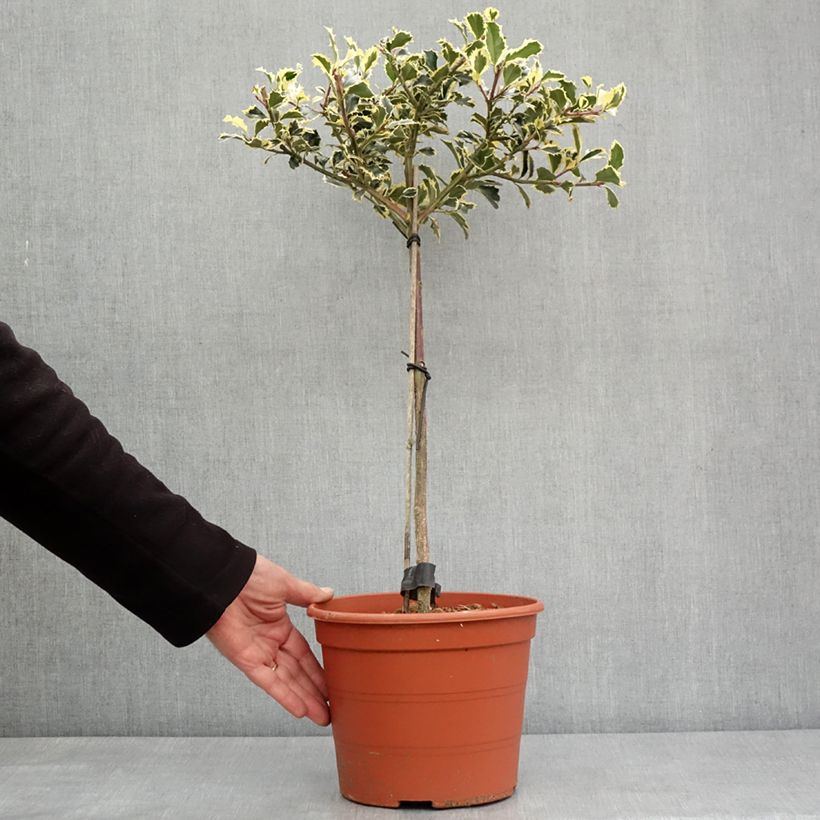 Spécimen de Ilex aquifolium Silver Queen - Houx panaché Pot de 4L/5L, Tige, Tige 40 cm tel que livré en hiver