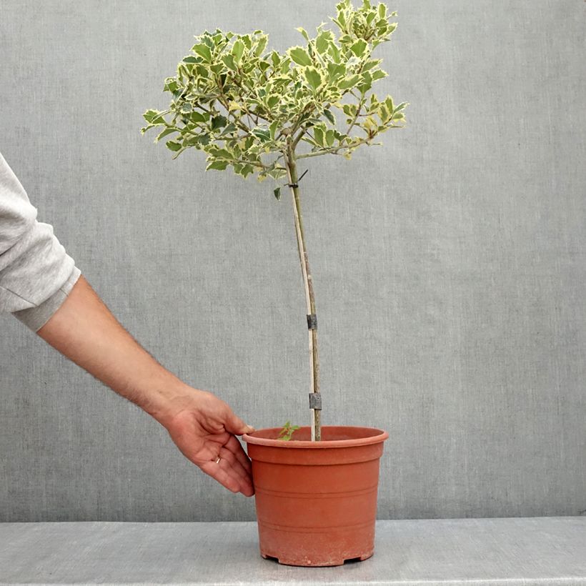 Spécimen de Ilex aquifolium Silver Queen - Houx panaché Pot de 4L/5L, Tige, Tige 40 cm tel que livré en été
