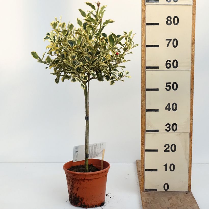 Spécimen de Ilex aquifolium Silver Queen - Houx panaché Pot de 4L/5L, Tige, Tige 40 cm tel que livré au printemps