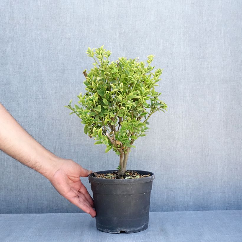 Spécimen de Ilex maximowicziana Kanehirae - Houx Mutchagara  Pot de 3L/4L tel que livré en été