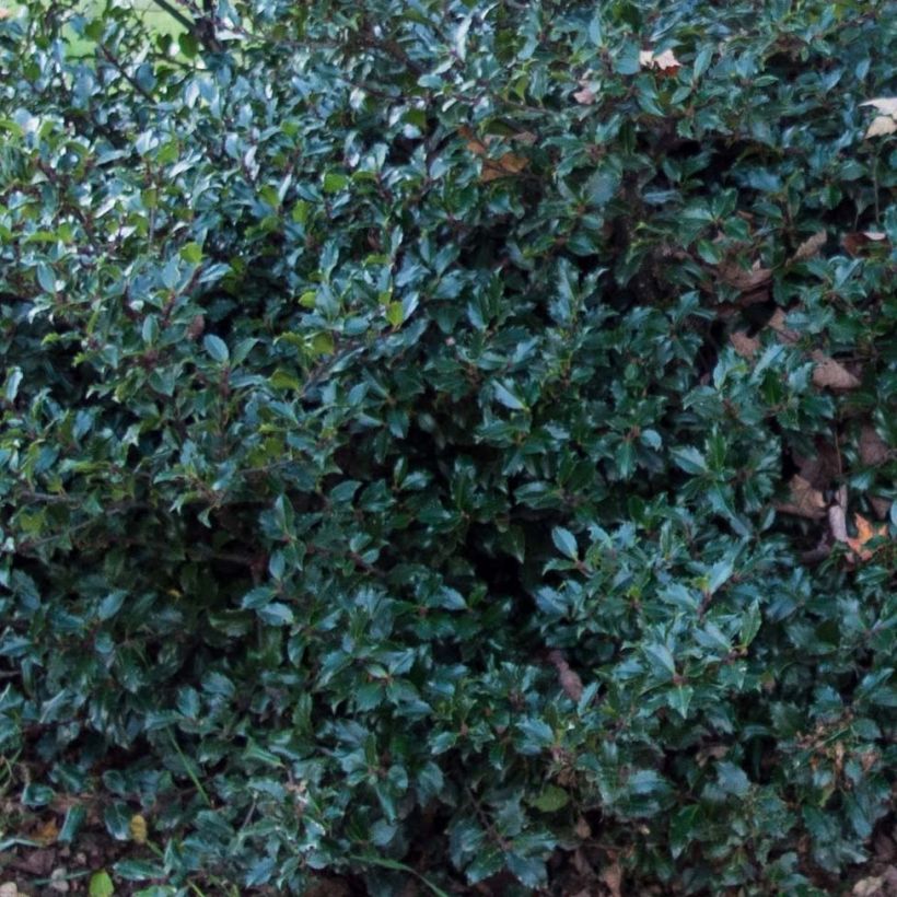 Houx américain- Ilex meserveae Blue Prince  (Foliage)