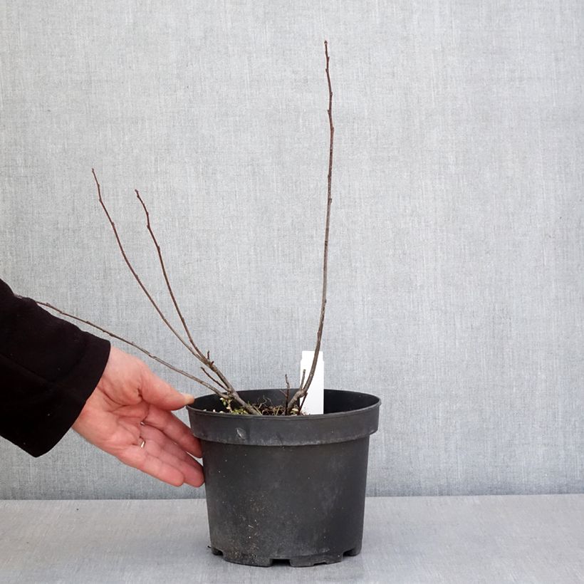 Spécimen de Ilex verticillata - Houx verticillé Pot de 3L/4L tel que livré au printemps