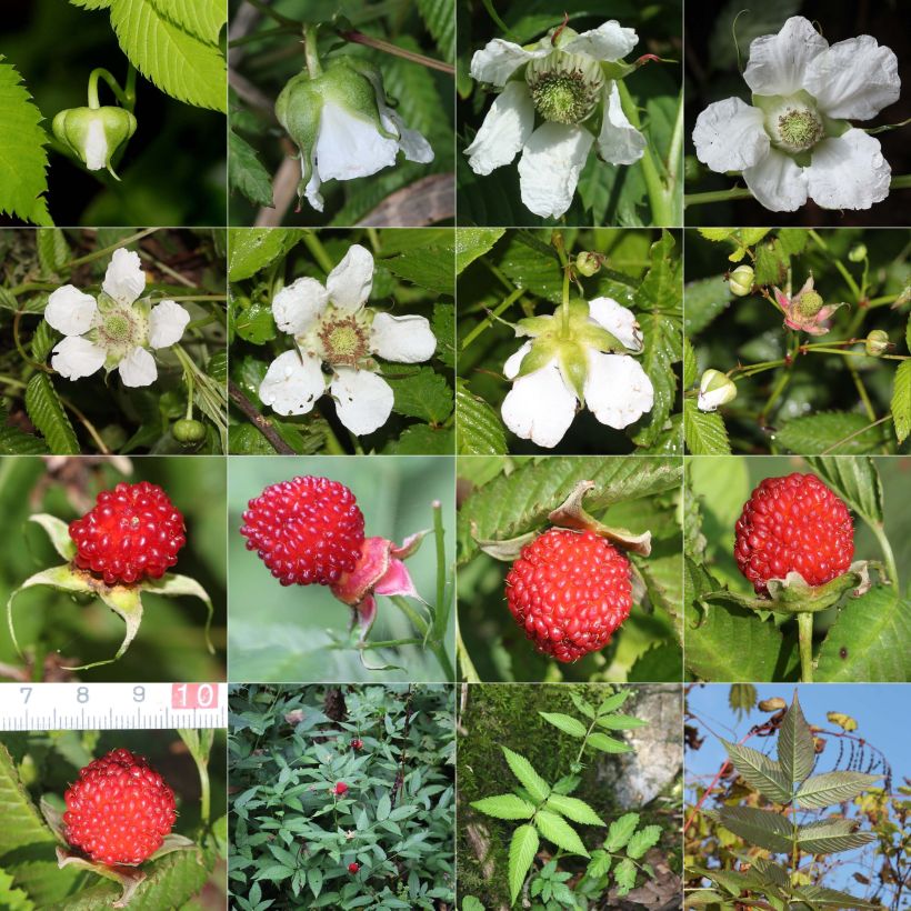 Spécimen de Rubus illecebrosus - Framboisier fraise japonais Godet de 8/9 cm tel que livré en été