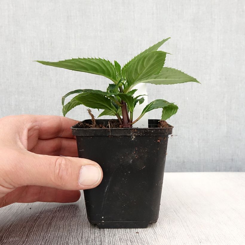 Spécimen de Impatiens Sunpatiens Vigorous Rose Pink Mini-mottes Godet de 8/9 cm tel que livré au printemps