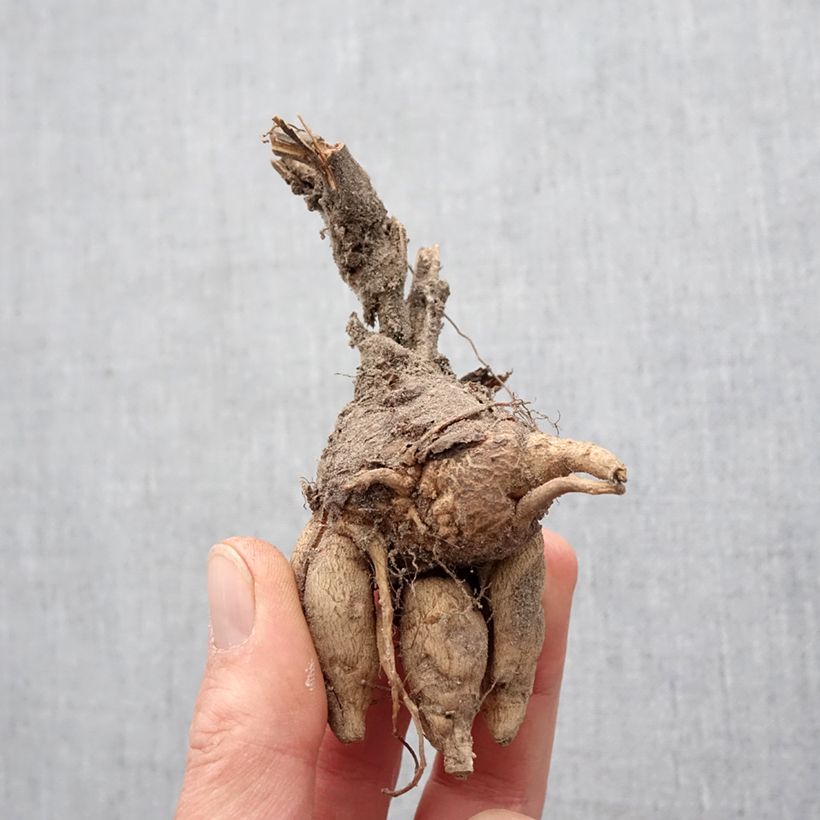 Spécimen de Incarvillea Delavayi Bulbe calibre I, Calibre Extra tel que livré au printemps