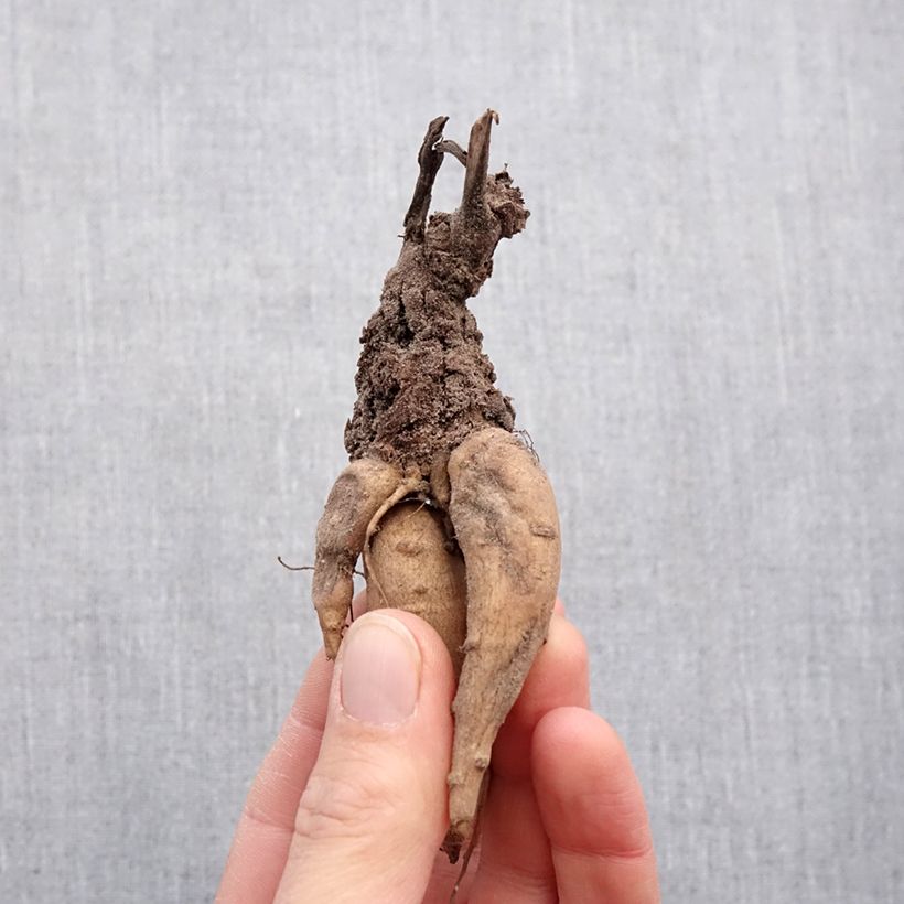 Example of Incarvillea Snowtop Bulbe calibre I, Calibre extra as you get in printemps