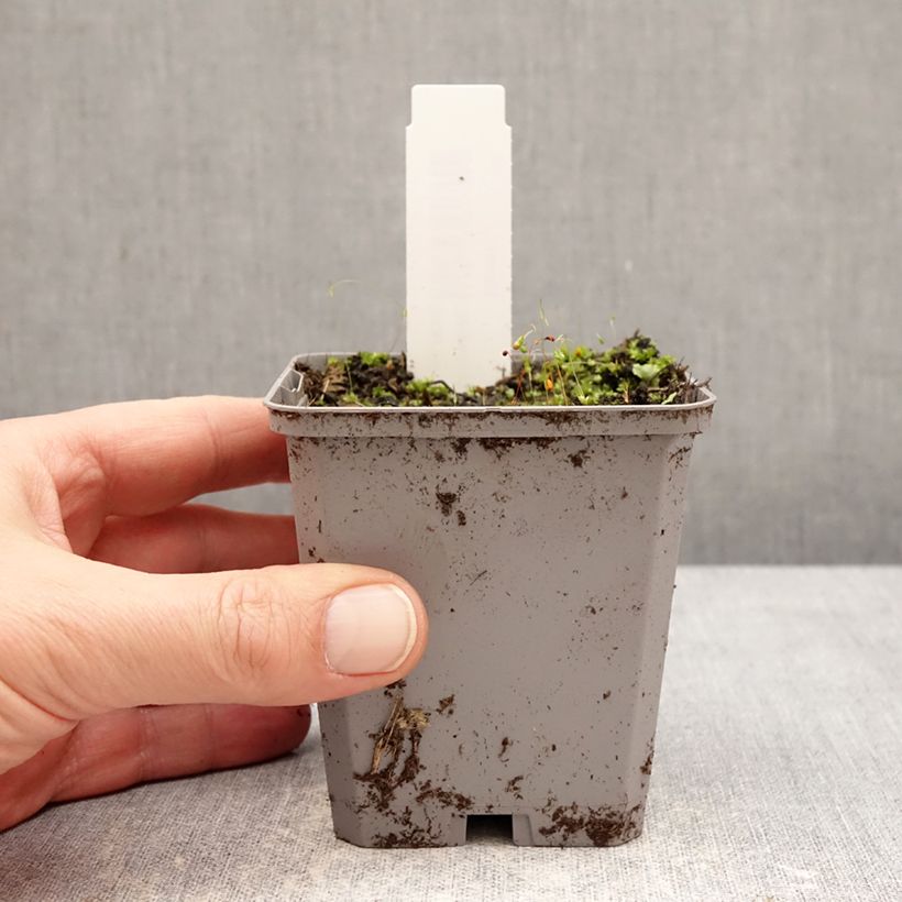 Example of Incarvillea Snowtop Godet de 8/9 cm calibre I as you get in hiver