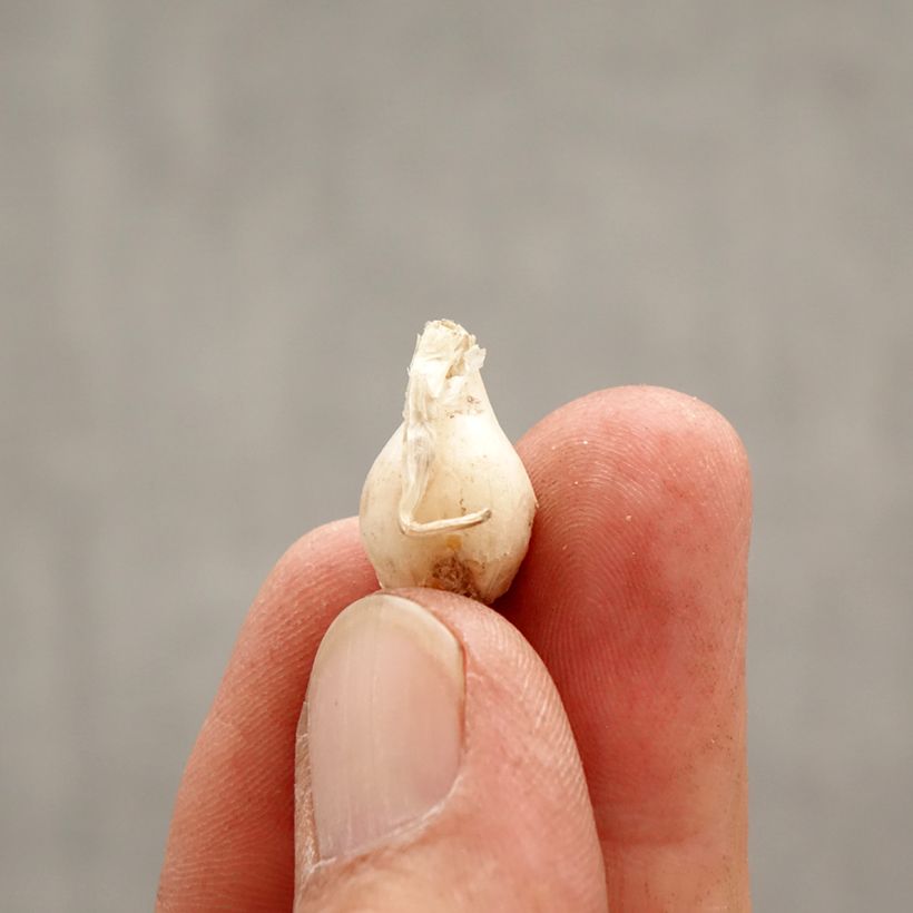 Spécimen de Ipheion uniflorum Alberto Castillo - Etoile de printemps Bulbe calibre I tel que livré au printemps