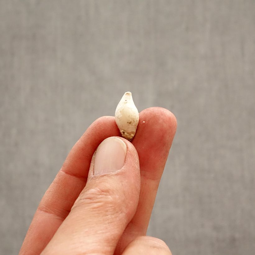 Example of Ipheion uniflorum Bulbe size 4+ as you get in printemps