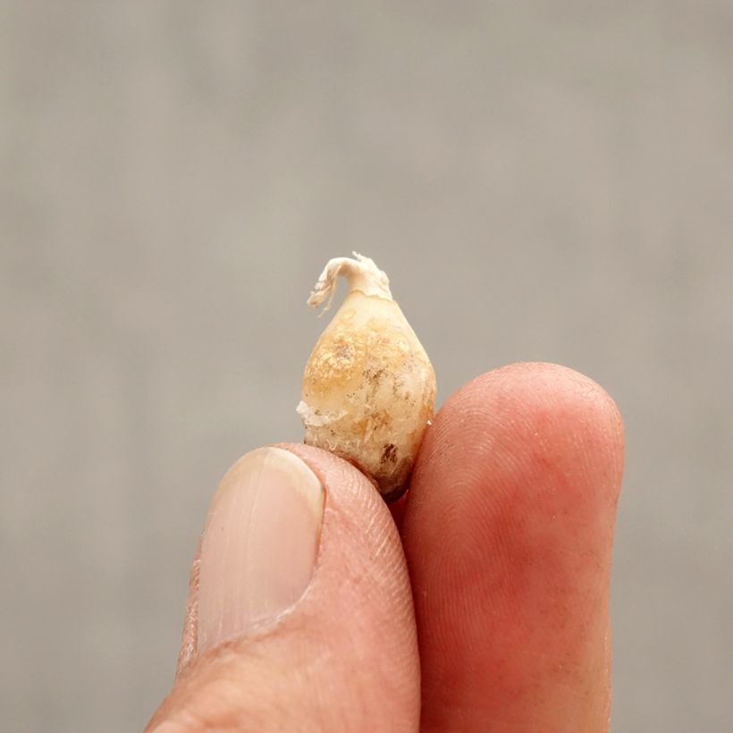 Example of Ipheion uniflorum Charlotte Bishop Bulbe calibre I as you get in printemps