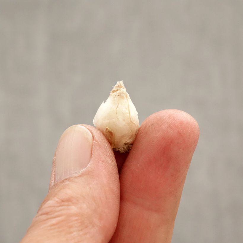 Spécimen de Ipheion uniflorum Jessie Bulbe calibre I tel que livré au printemps