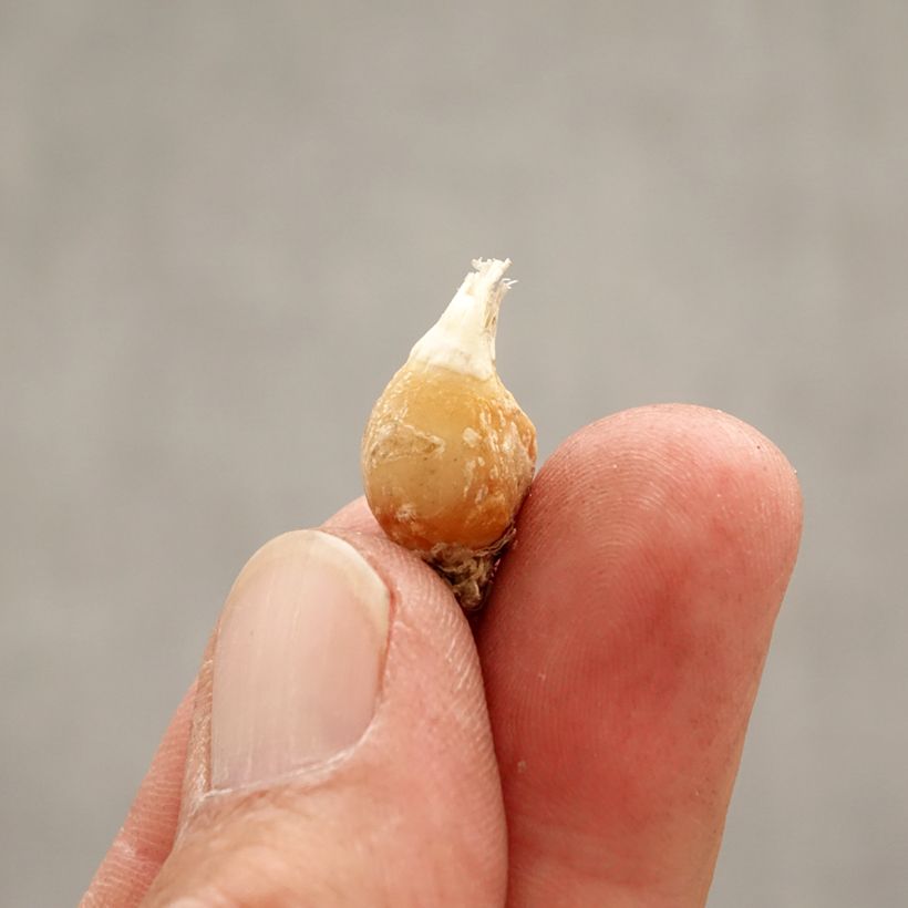 Example of Ipheion uniflorum White Star Bulbe calibre I as you get in printemps