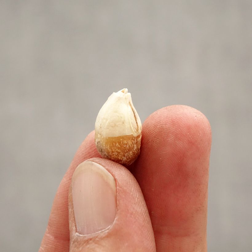 Spécimen de Ipheion uniflorum Wisley Blue Bulbe calibre I tel que livré au printemps