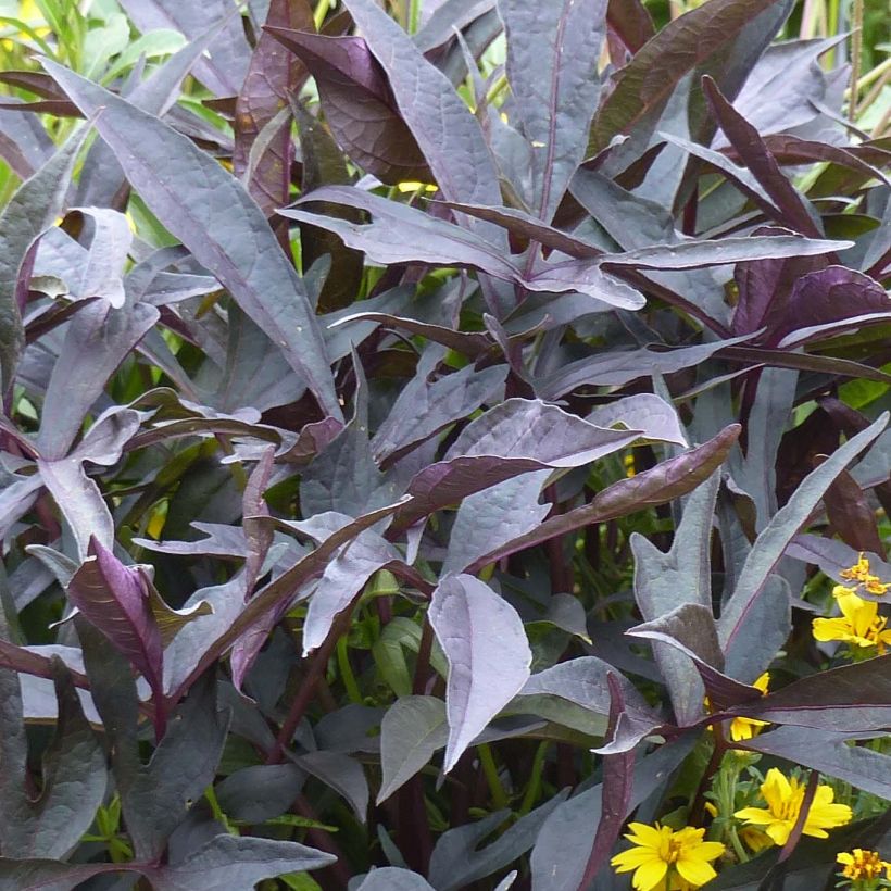 Ipomée Illusion Midnight Lace (Foliage)