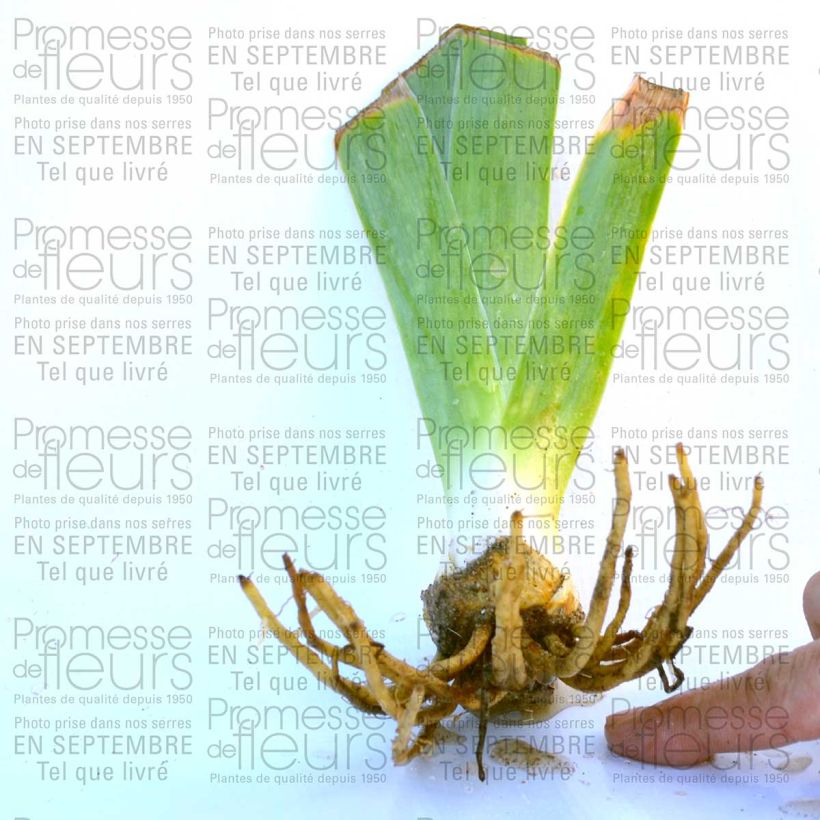Exemple de spécimen de Iris germanica Rising Moon Godet de 8/9 cm tel que livré