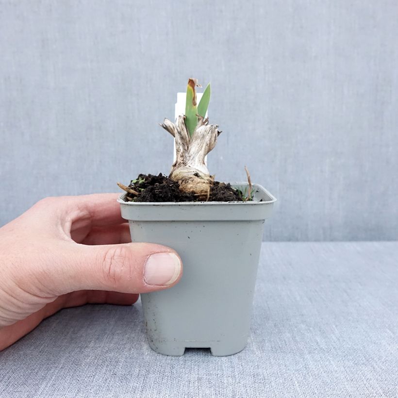 Spécimen de Iris Barbata-Media Bedtime Story Godet de 8/9 cm tel que livré au printemps