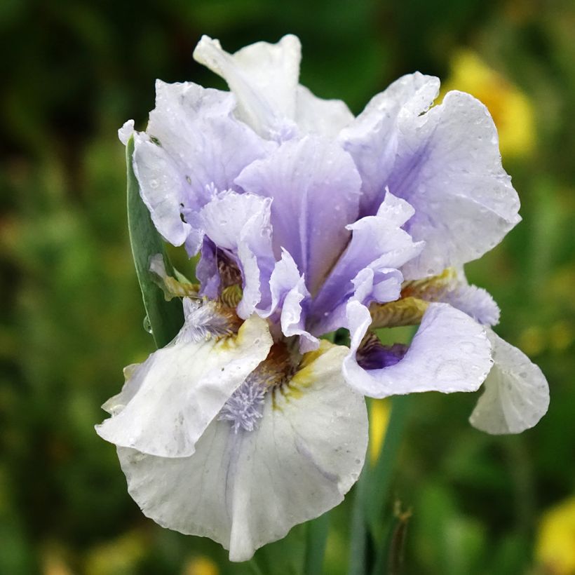 Iris Big Blue Eyes - Iris des Jardins Lilliput (Floraison)